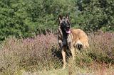 MALINOIS 059